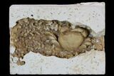 Fossil Crab (Potamon) Preserved in Travertine - Turkey #106456-1